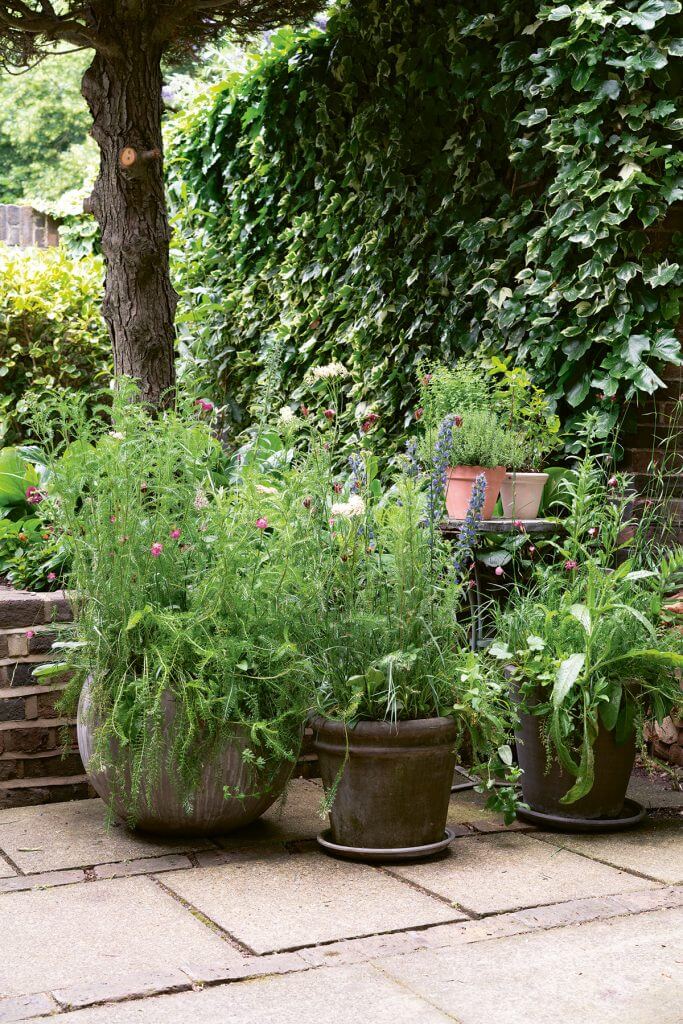 indoor and outdoor potting plants